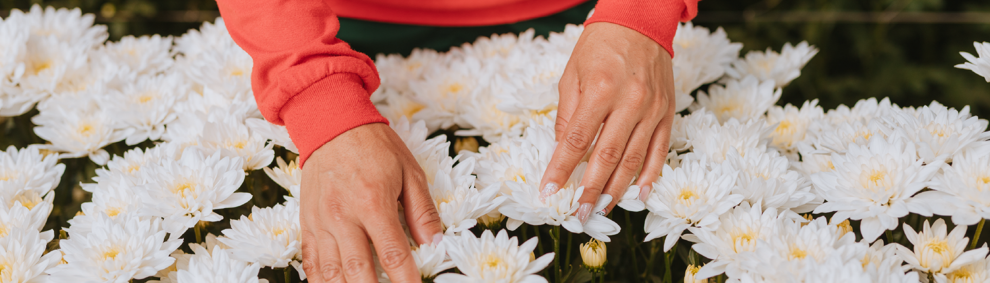 What kind of flower do we grow at Capiro?